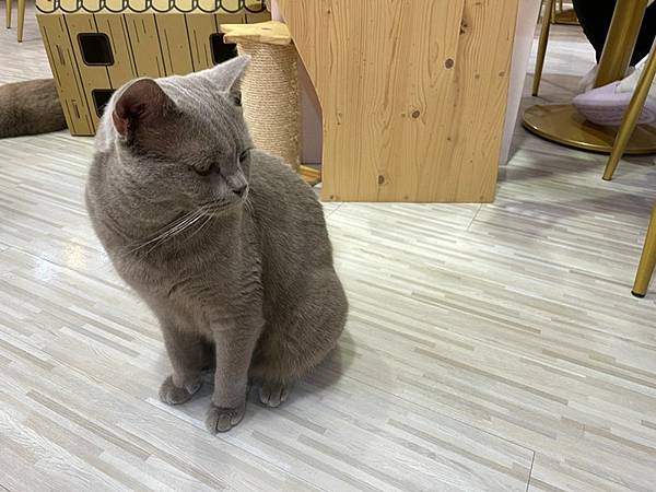 【桃園中壢】2022二訪 貳巷貓弄Catfeine 萌貓新增 【桃園中壢】2022二訪 貳巷貓弄Catfeine 萌貓新增