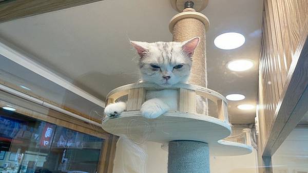 【桃園中壢】(停業)中原商圈貓咪餐廳 Dian Dian M