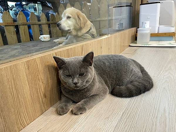 【桃園中壢】(停業)中原商圈貓咪餐廳 Dian Dian M