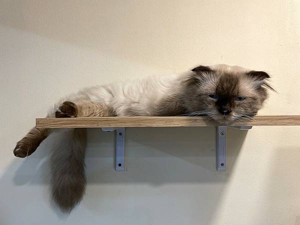 【桃園中壢】(停業)中原商圈貓咪餐廳 Dian Dian M