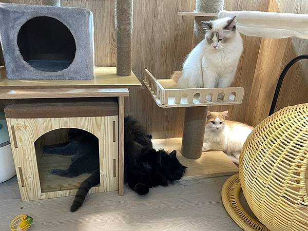 【桃園中壢】(停業)中原商圈貓咪餐廳 Dian Dian M