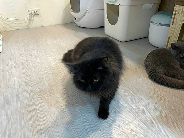 超會撒腳的辛巴