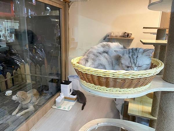 【桃園中壢】(停業)中原商圈貓咪餐廳 Dian Dian M