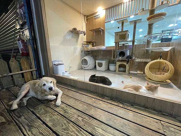 可愛的狗狗叫呆頭