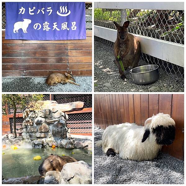 張美阿嬤農場 張美阿嬤農場