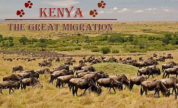 header-great-migration header-great-migration