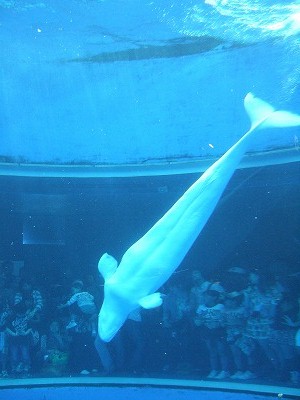 橫濱水族館