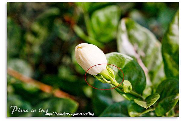 茉莉花的故鄉20140716已修圖046.jpg