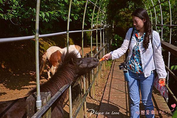 20190425小馬貝拉0004 拷貝.jpg