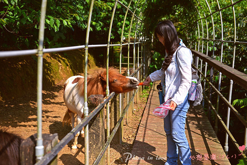 20190425小馬貝拉0005 拷貝.jpg