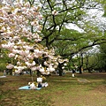 【遊】日本東京★原宿代代木公園(遛狗野餐賞櫻都來這)+明治神宮(本殿、樂神殿)★地鐵代代木公園、原宿站。自由行