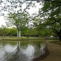 【遊】日本東京★原宿代代木公園(遛狗野餐賞櫻都來這)+明治神宮(本殿、樂神殿)★地鐵代代木公園、原宿站。自由行