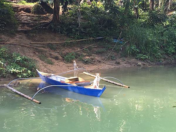 【2017遊】菲律賓薄荷島★Chocolate Hills巧克力山。Loboc River Cruise羅伯河遊船★海島觀光。一日行程。自助旅行