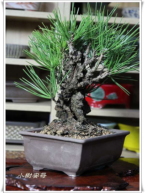 錦松 盆栽