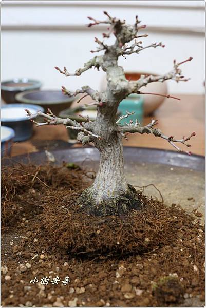 IMG_1628.JPG IMG_1628.JPG