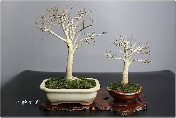 IMG_1816.JPG IMG_1816.JPG