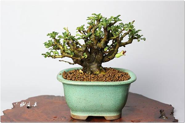 IMG_2803 (2).JPG IMG_2803 (2).JPG