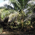 DXP HRU  oil Palm