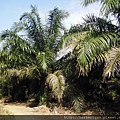 DXP HRU  oil Palm