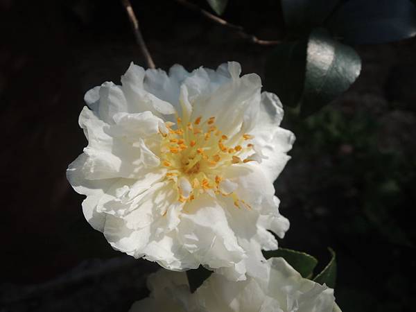 DSCN7770 DSCN7770