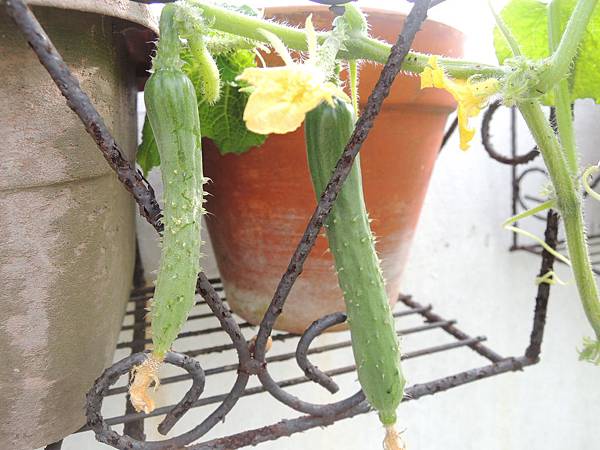 DSCN9957 DSCN9957