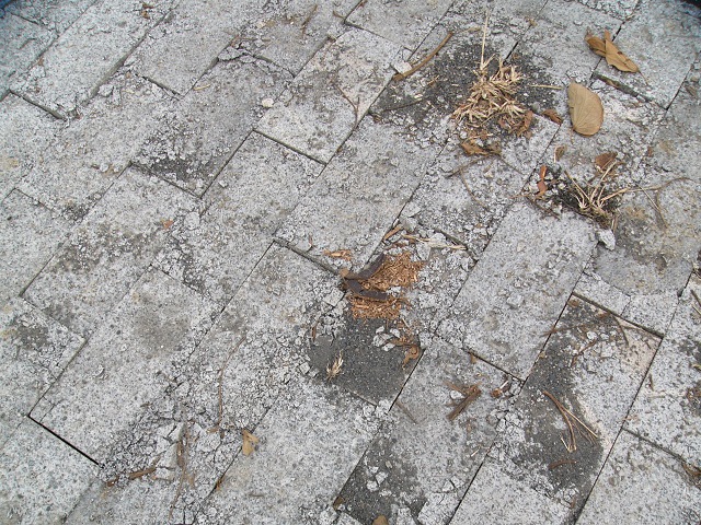 P1880916.JPG P1880916.JPG