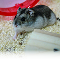 MyHamster.png