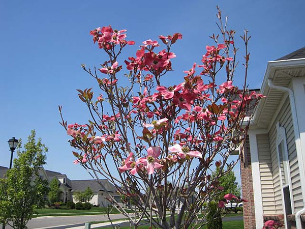 dogwood1.JPG