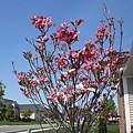 dogwood1.JPG