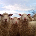 lamb2.jpg