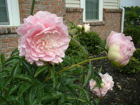 peony.jpg