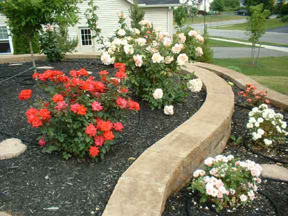 rosebed.jpg