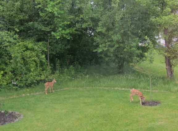 bambi under apple tree