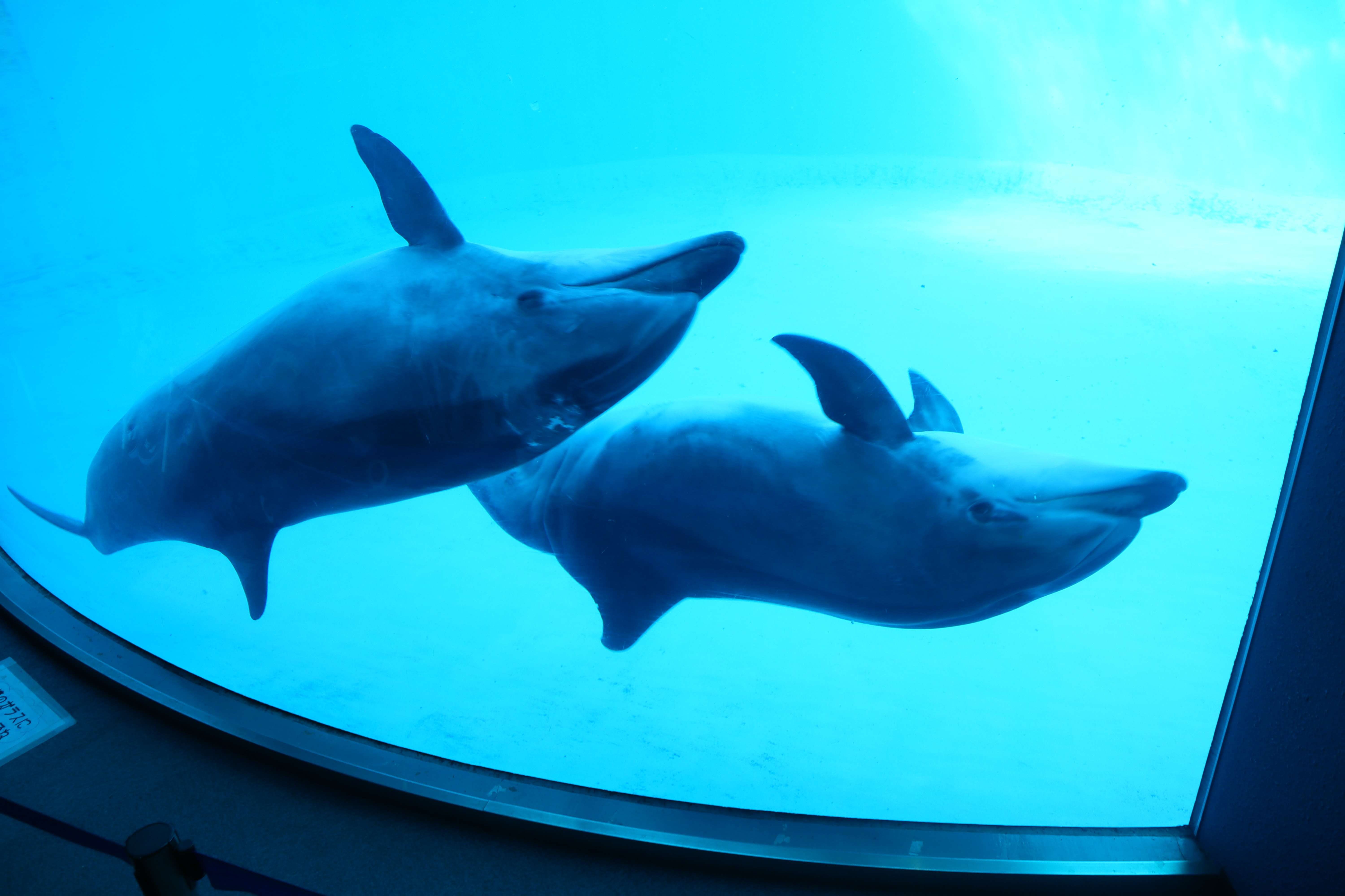 (日本愛知名古屋景點)名古屋港水族館，日本最大面積的水族館，