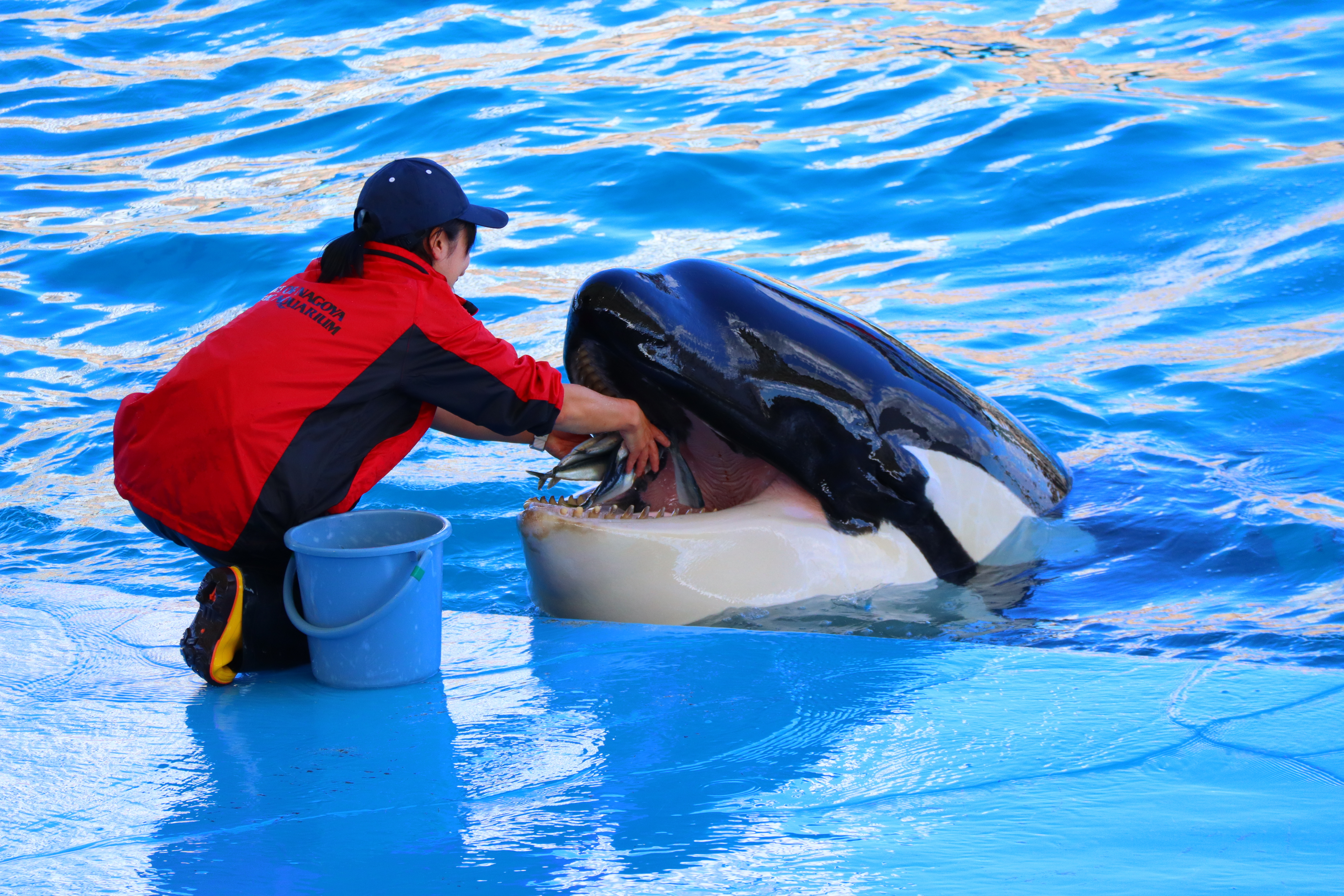 (日本愛知名古屋景點)名古屋港水族館，日本最大面積的水族館，