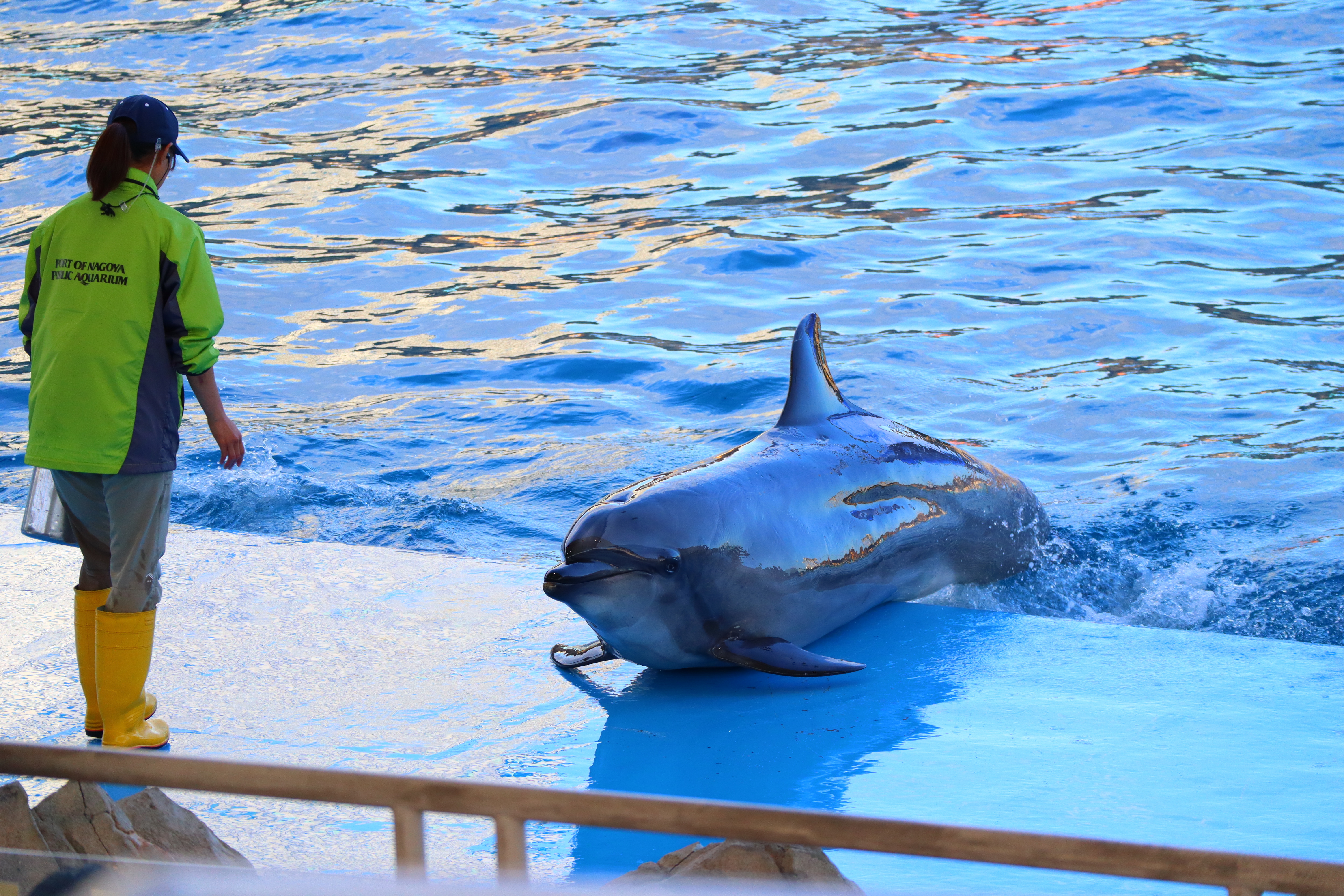 (日本愛知名古屋景點)名古屋港水族館，日本最大面積的水族館，