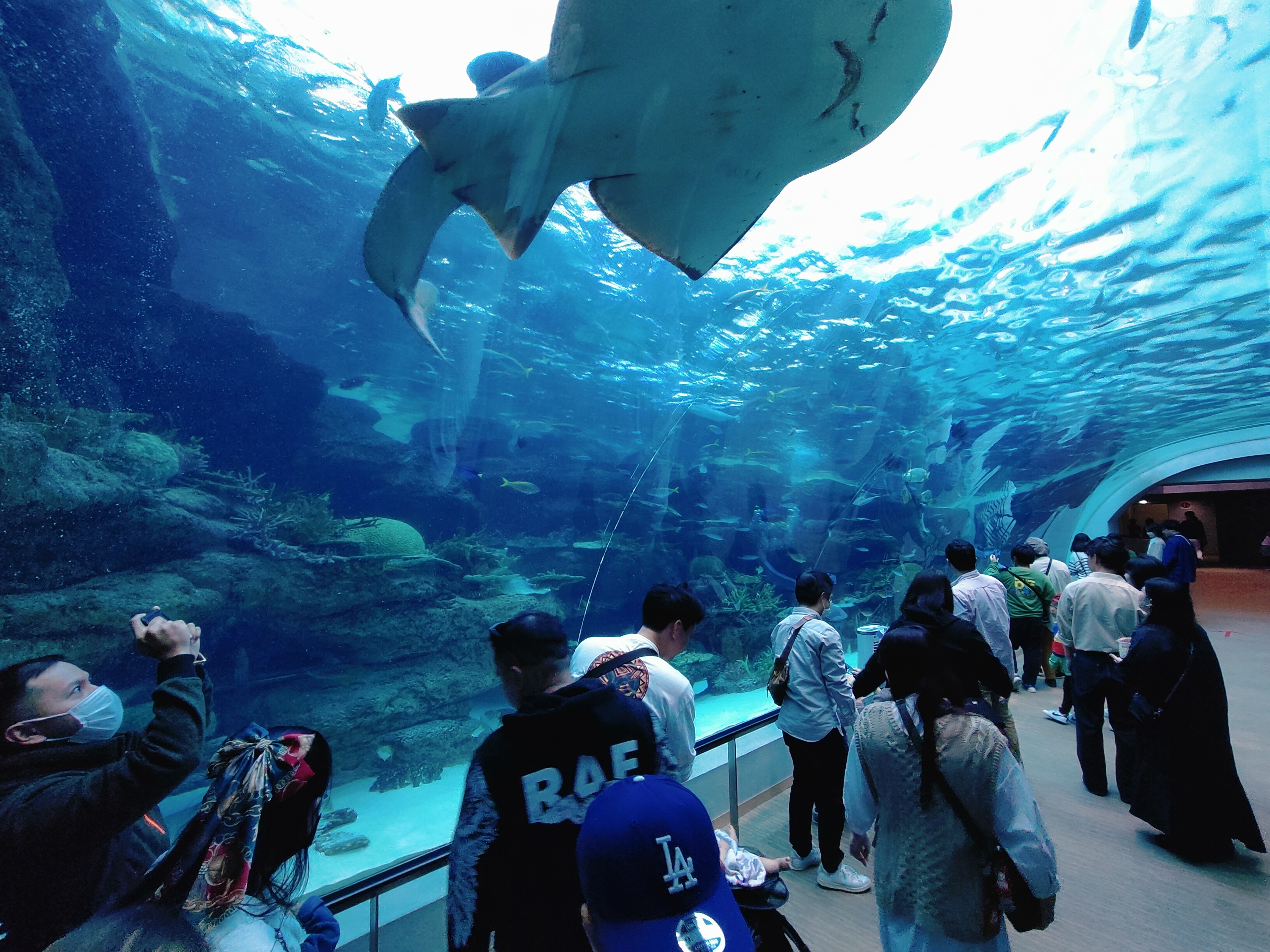 (日本愛知名古屋景點)名古屋港水族館，日本最大面積的水族館，