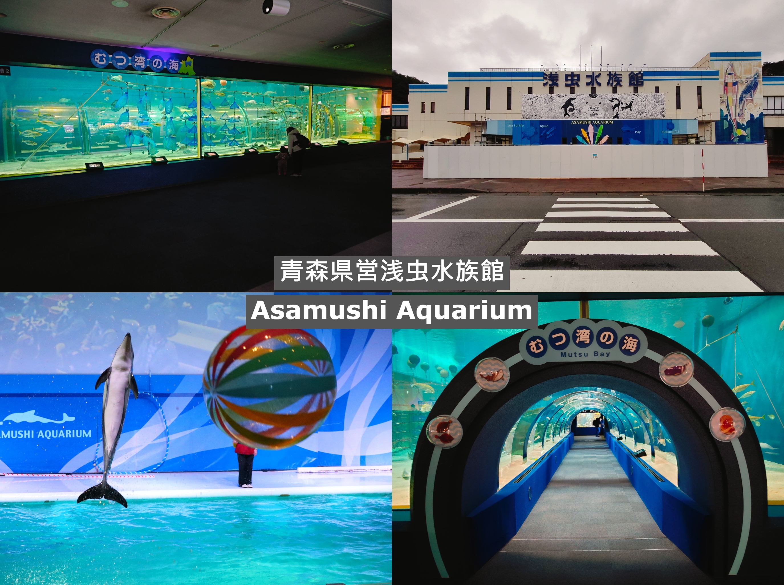 (日本青森旅遊)青森県営浅虫水族館-Asamushi Aqu