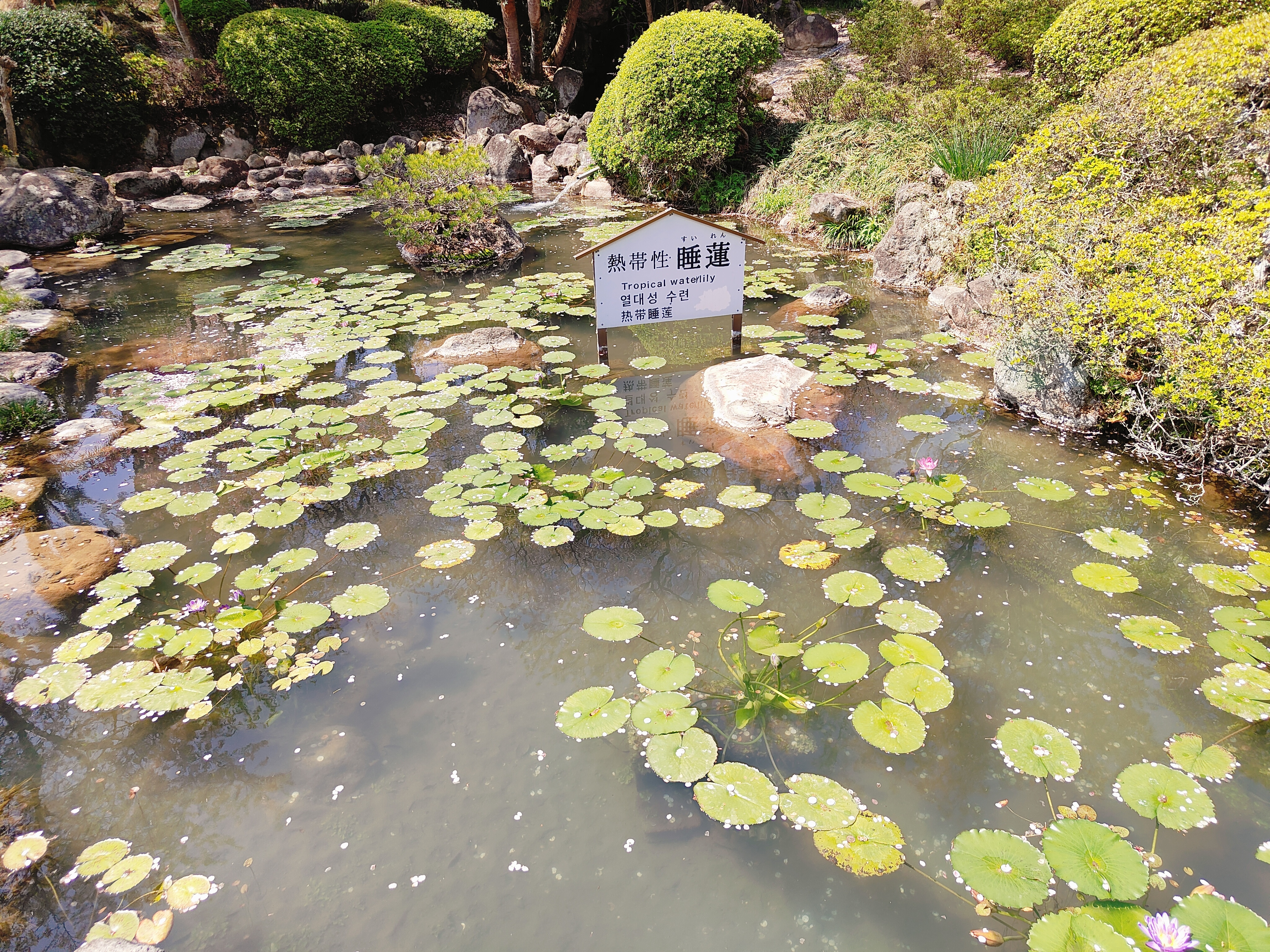 (日本大分旅遊)別府地獄巡禮，海地獄+鬼山地獄+灶地獄+鬼石