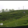 12-觀光茶園.jpg