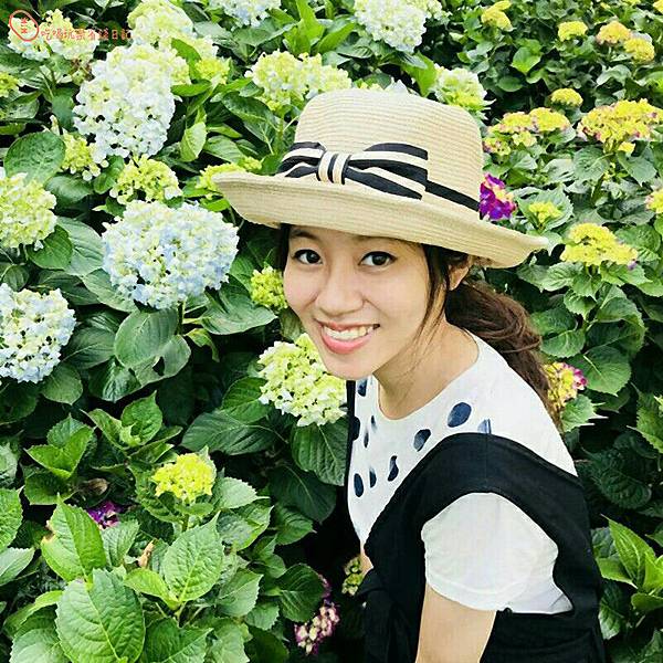 陽明山高家繡球花1.jpg 陽明山高家繡球花1.jpg