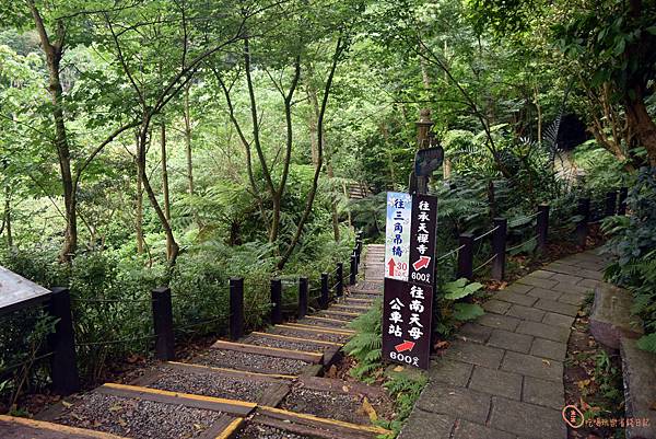 土城桐花公園10.jpg