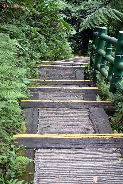 土城桐花公園20.jpg