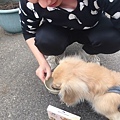倍力藻活力5.jpg