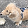 倍力藻活力8.jpg