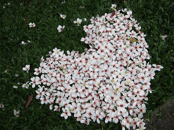 IMG_4784 IMG_4784