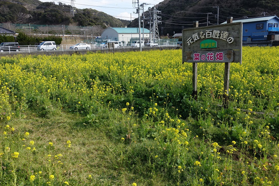 過年日本day3 4 5 美麗的河津櫻花 南伊豆油菜花 我喜歡的城市yokohama 橫濱 敘敘院烤肉超好吃 黑松露的部落格 痞客邦 過年日本day3 4 5 美麗的河津櫻花 南伊豆油菜花 我喜歡的城市yokohama 橫濱 敘敘院烤肉超好吃 黑松露的部落格 痞客邦