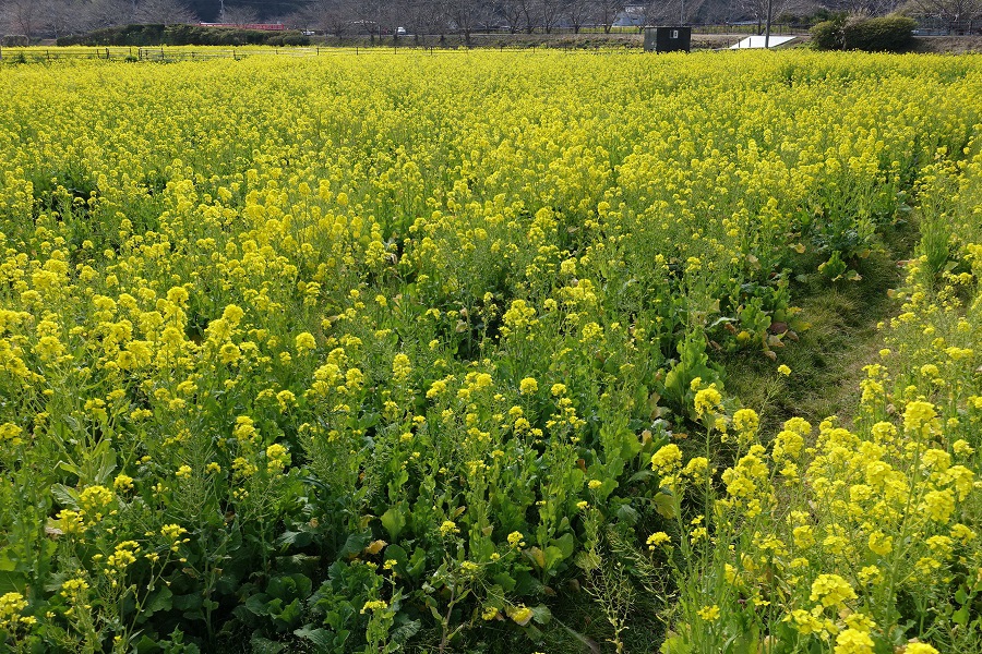 過年日本day3 4 5 美麗的河津櫻花 南伊豆油菜花 我喜歡的城市yokohama 橫濱 敘敘院烤肉超好吃 黑松露的部落格 痞客邦 過年日本day3 4 5 美麗的河津櫻花 南伊豆油菜花 我喜歡的城市yokohama 橫濱 敘敘院烤肉超好吃 黑松露的部落格 痞客邦