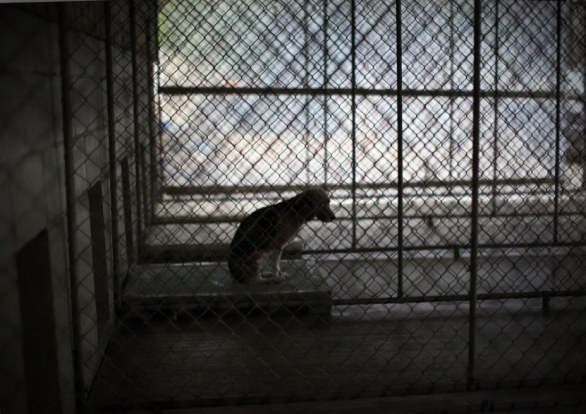 01-shelter-life-beagle-waits-2012