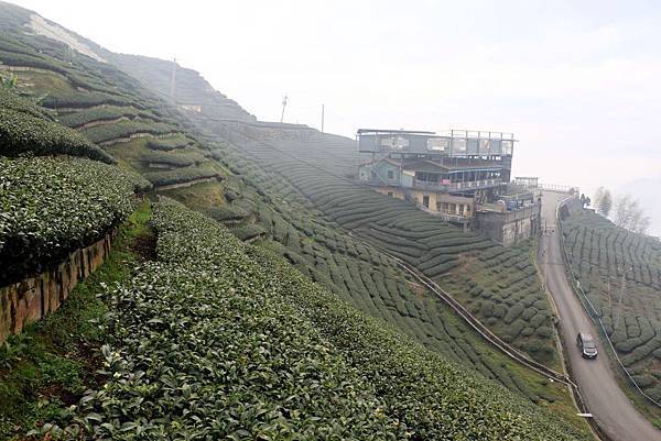 八卦茶園